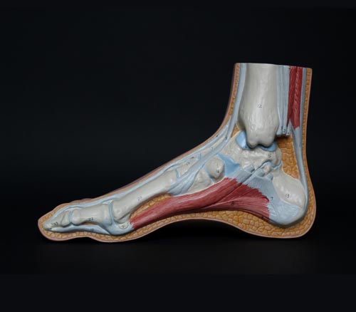Randburg_Podiatry_yh_podiatry-7-anne Randburg_Podiatry_yh_podiatry-7-anne